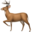 DeerFlow favicon