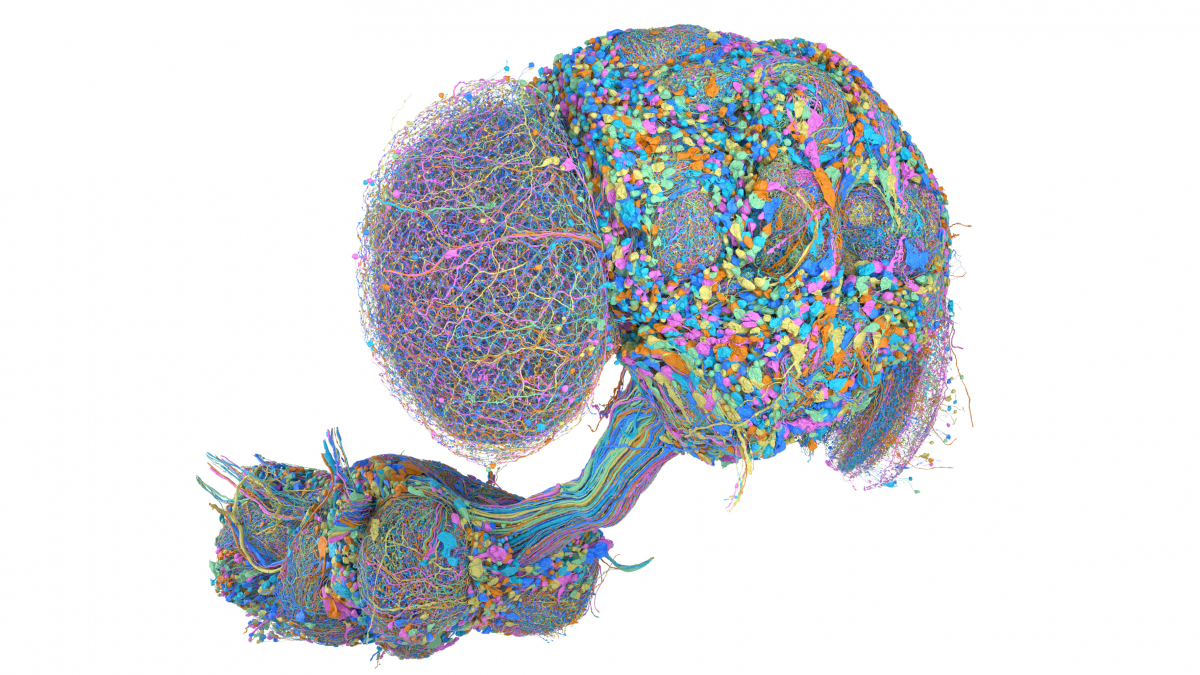 Google Research Achieves Connectomics Milestone by Mapping the Complete Male Fruit Fly Brain