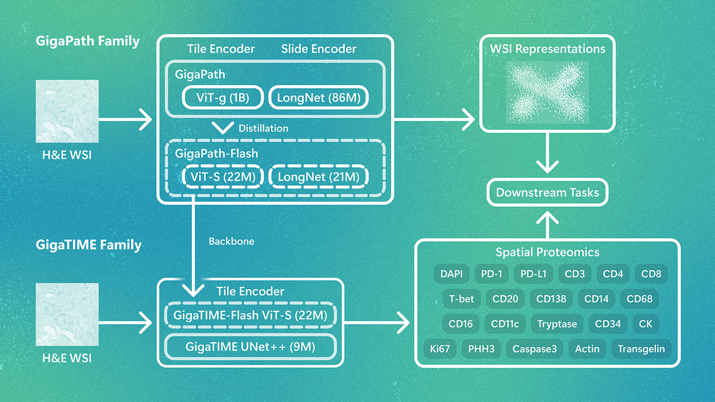 Microsoft Research Unveils GigaPath-Flash and GigaTIME-Flash: Efficient Foundation Models for Population-Scale Pathology
